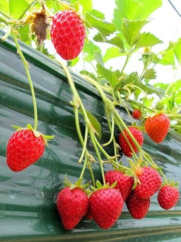 Nonsan, Strawberry Festival, Nonsan, Korea