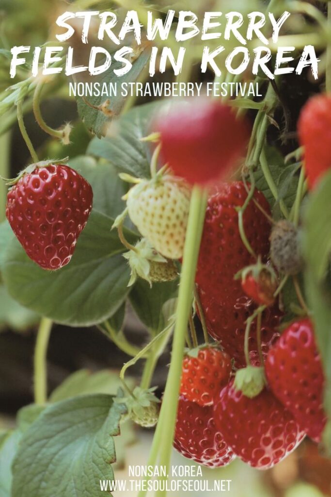 Nonsan Strawberry Festival: Eating In Strawberry Fields in Korea: Nonsan is Korea’s largest strawberry producer and every spring hosts the Nonsan Strawberry Festival. Eat in strawberry fields in Korea.