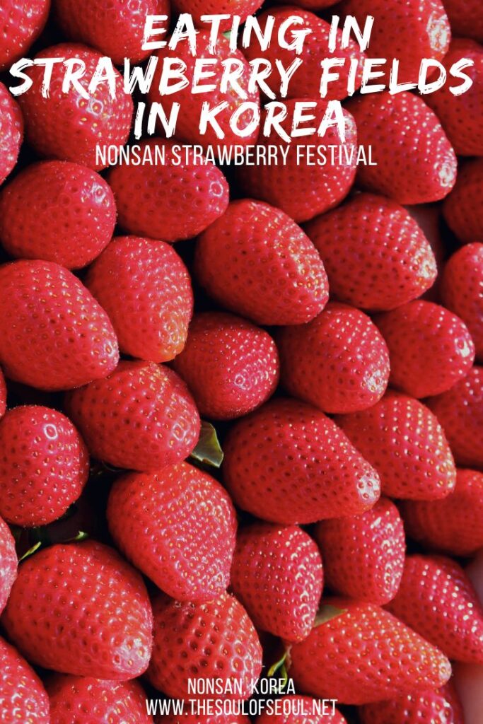 Nonsan Strawberry Festival: Eating In Strawberry Fields in Korea: Nonsan is Korea’s largest strawberry producer and every spring hosts the Nonsan Strawberry Festival. Eat in strawberry fields in Korea.