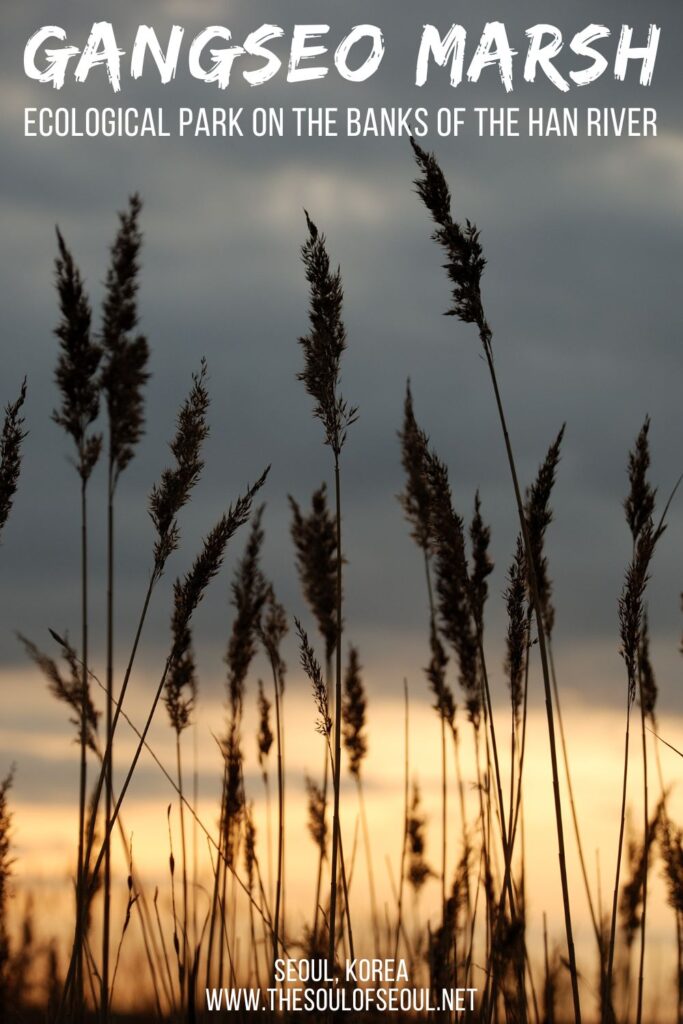 Gangseo Marsh Ecological Park: On The Han River: This park set on the banks of Seoul's iconic Han River is a beautiful marshy area setting it apart from many of the Han River Parks.