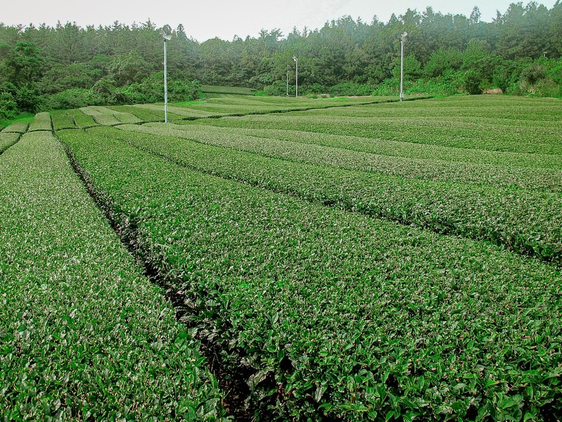 O'Sulloc Green Tea Fields and Museum (오설록티뮤지엄), Jeju Island, Korea