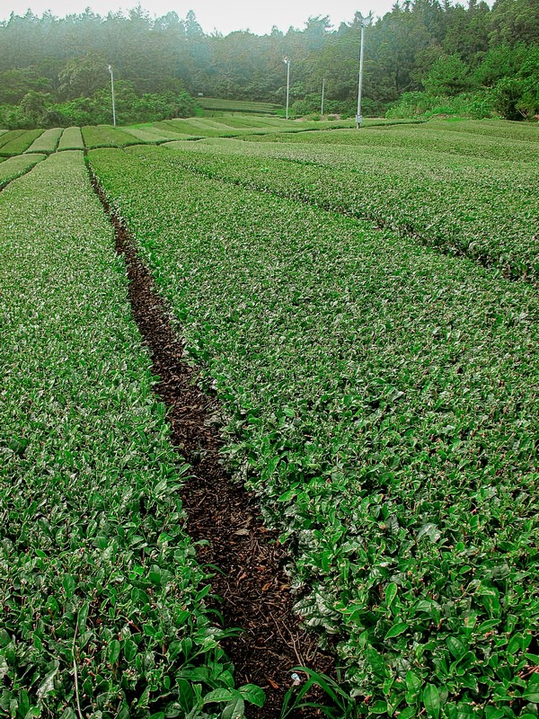 O'Sulloc Green Tea Fields and Museum (오설록티뮤지엄), Jeju Island, Korea