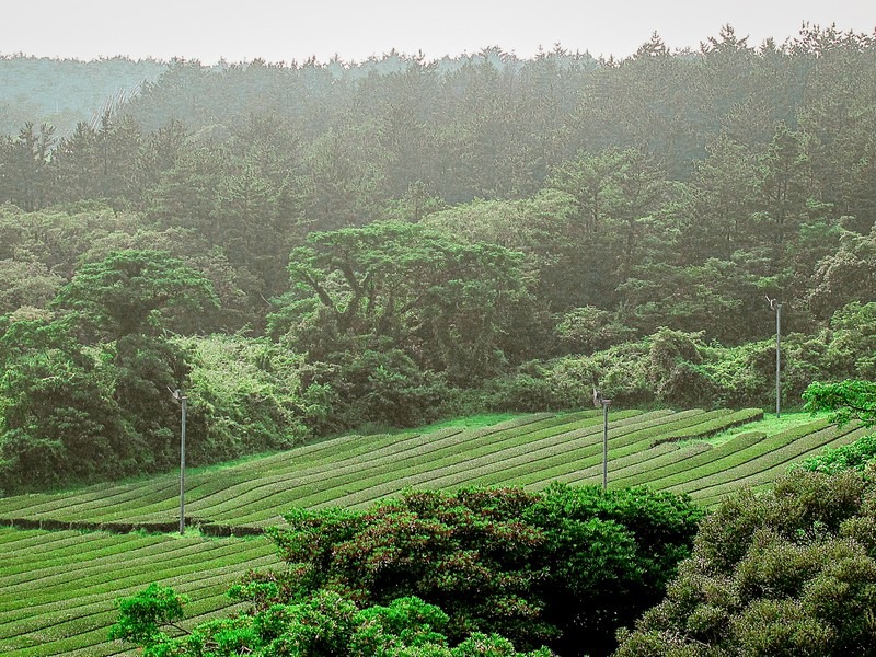 O'Sulloc Green Tea Fields and Museum (오설록티뮤지엄), Jeju Island, Korea