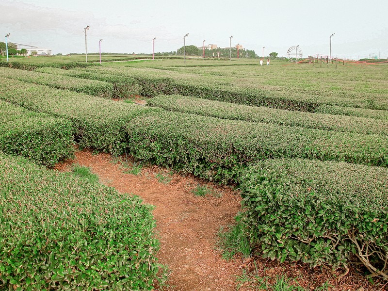 O'Sulloc Green Tea Fields and Museum (오설록티뮤지엄), Jeju Island, Korea