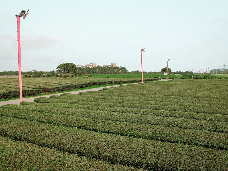 O'Sulloc Green Tea Fields and Museum (오설록티뮤지엄), Jeju Island, Korea