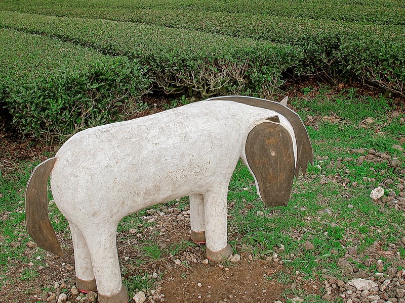 O'Sulloc Green Tea Fields and Museum (오설록티뮤지엄), Jeju Island, Korea