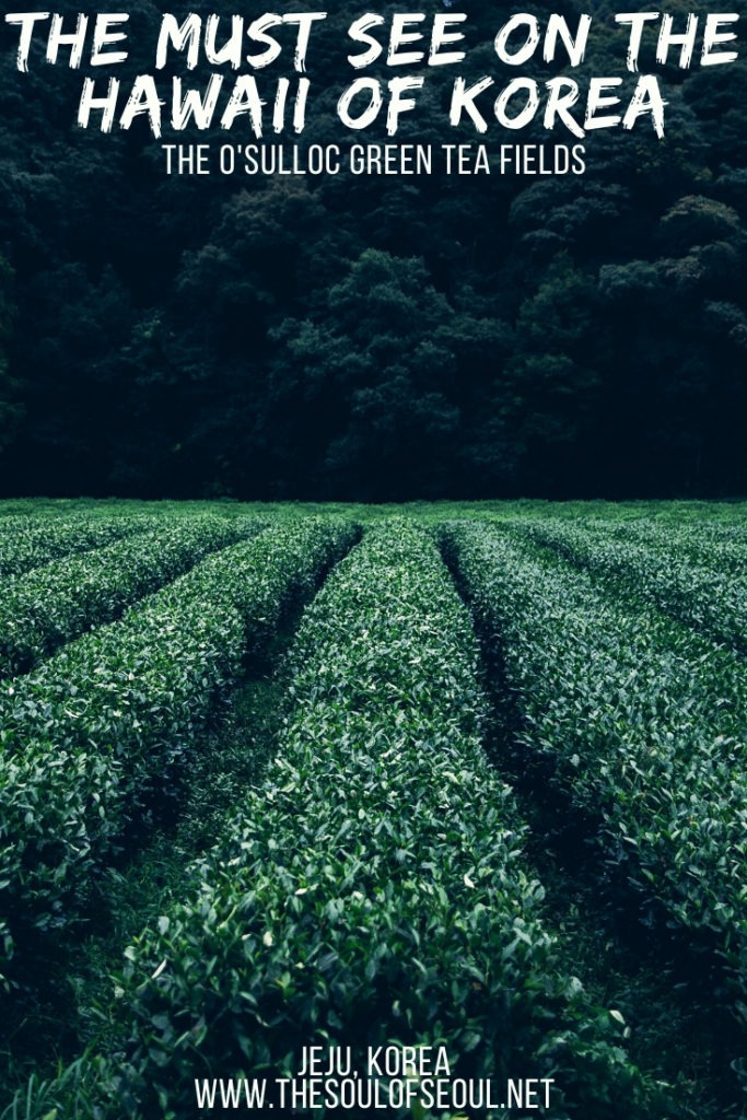 One Of The Most Popular Spots On Jeju Island: The O'Sulloc Green Tea Fields: The O'Sulloc Green Tea Fields are a popular destination on the island of Jeju in Korea for tourists. The green tea fields are a must see on Jeju Island, the Hawaii of Korea. Don't miss this FREE, budget friendly frolic in the green fields of Jeju, South Korea.