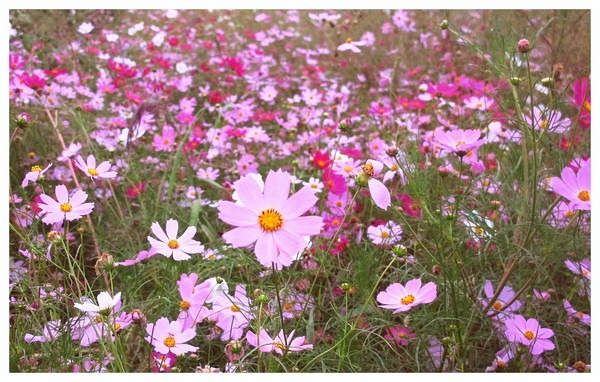 Seoul, Korea: Cosmos @ Mangwon Hangang Park