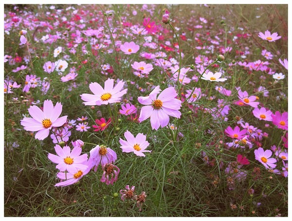 Seoul, Korea: Cosmos @ Mangwon Hangang Park