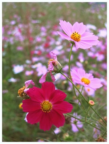 Seoul, Korea: Cosmos @ Mangwon Hangang Park