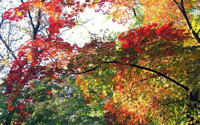 Seoul, Korea: Changdeok Palce The Secret Garden