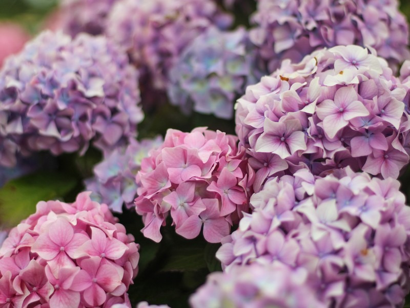 Hydrangeas