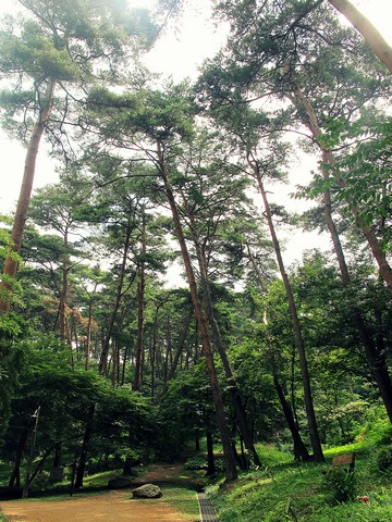 Taean-gun: Anmyeondo Recreational Forest