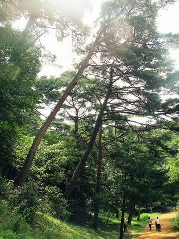 Taean-gun: Anmyeondo Recreational Forest