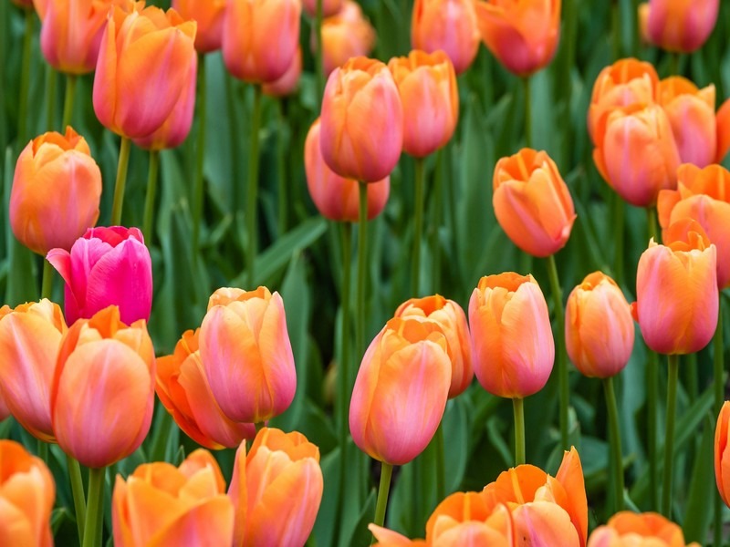 Taean Tulip Park (태안 세계튤립꽃박람회), Taean-gun, Korea