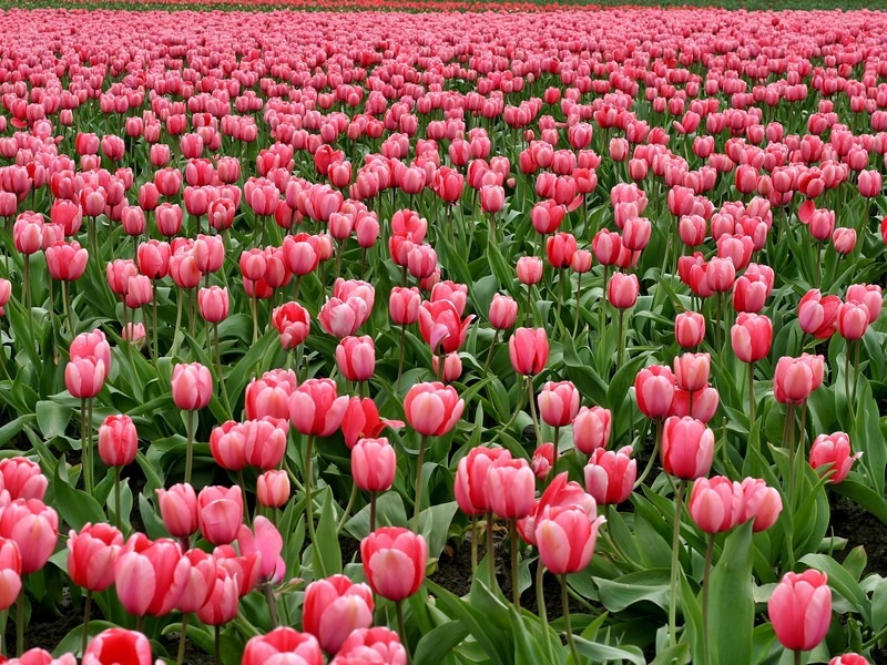 Taean Tulip Park (태안 세계튤립꽃박람회), Taean-gun, Korea