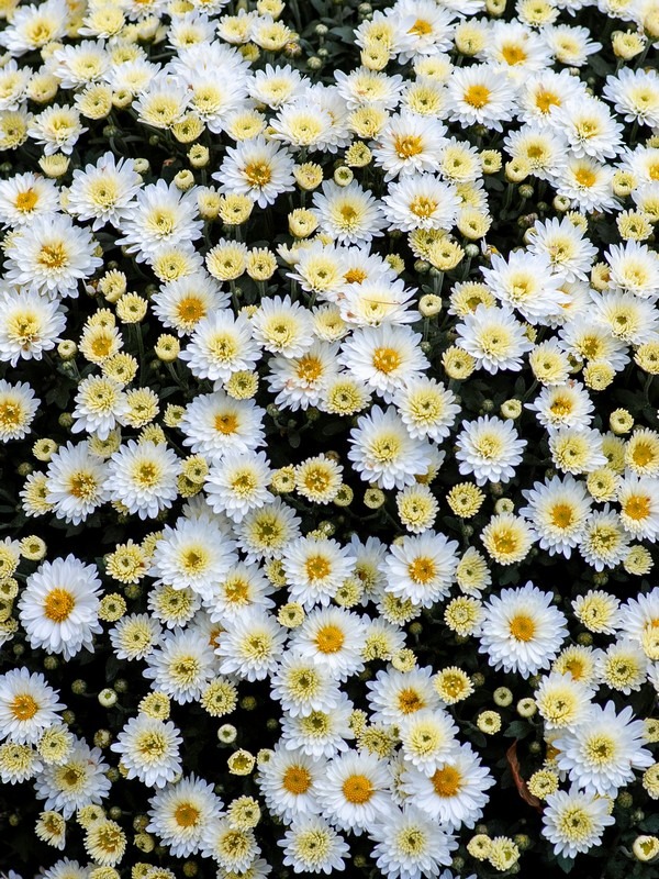 Chrysanthemums