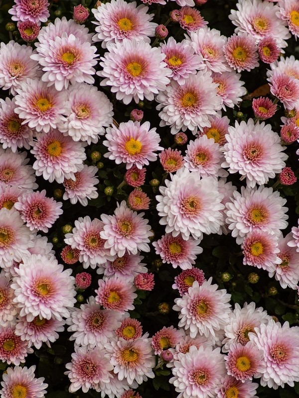 Chrysanthemums