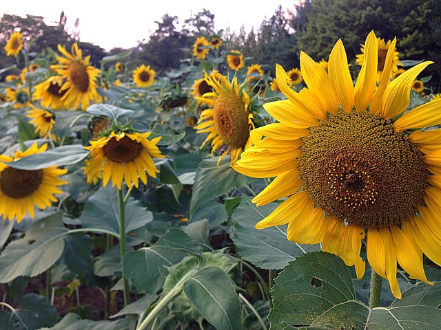 Nanji Stream Park, Mapo-gu, Seoul, Korea: Autumn Flowers