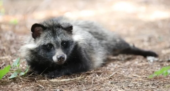 Raccoon dog, West Seoul Lake Park