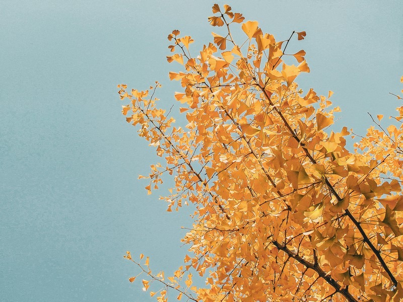 Haengjusanseong Fortress Wall (행주산성), Goyang, Korea: yellow ginkgo tree