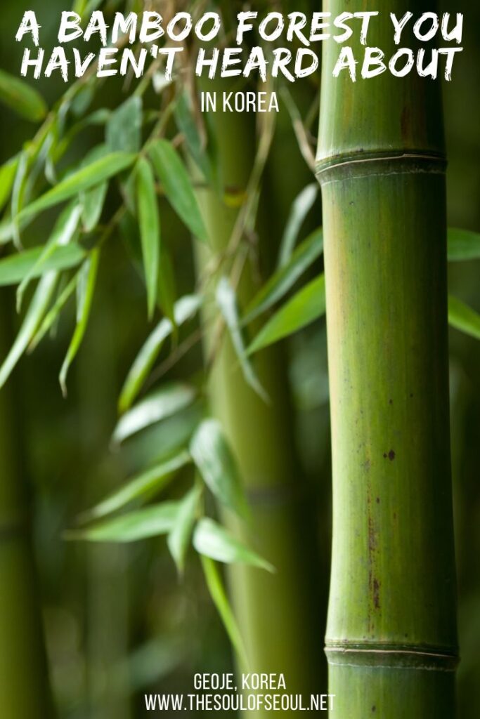 An Amazing Bamboo Forest on Geoje Island: Geoje Island is becoming a popular tourist destination in South Korea, but there are still off the beaten path spots to find like this amazing bamboo forest. Looking for what to do on Geoje Island... this!