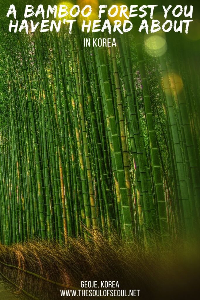 An Amazing Bamboo Forest on Geoje Island: Geoje Island is becoming a popular tourist destination in South Korea, but there are still off the beaten path spots to find like this amazing bamboo forest. Looking for what to do on Geoje Island... this!