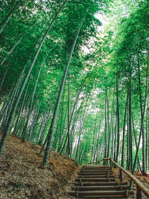 Maengjongjuk Theme Park (맹종죽테마파크), Geoje-do, Korea