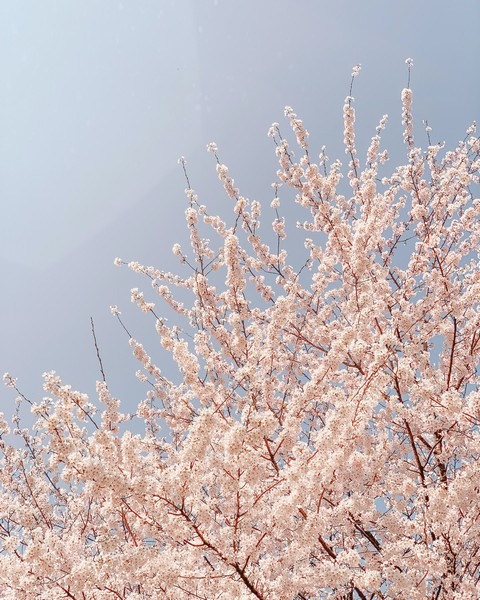 Cherry Blossoms, Ansan Mountain, Seoul, Korea