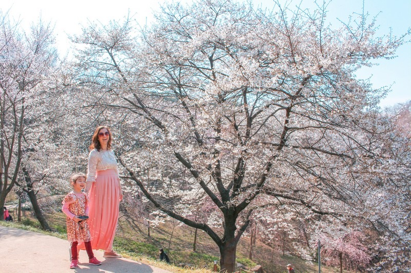 Cherry Blossoms, Ansan Mountain, Seoul, Korea