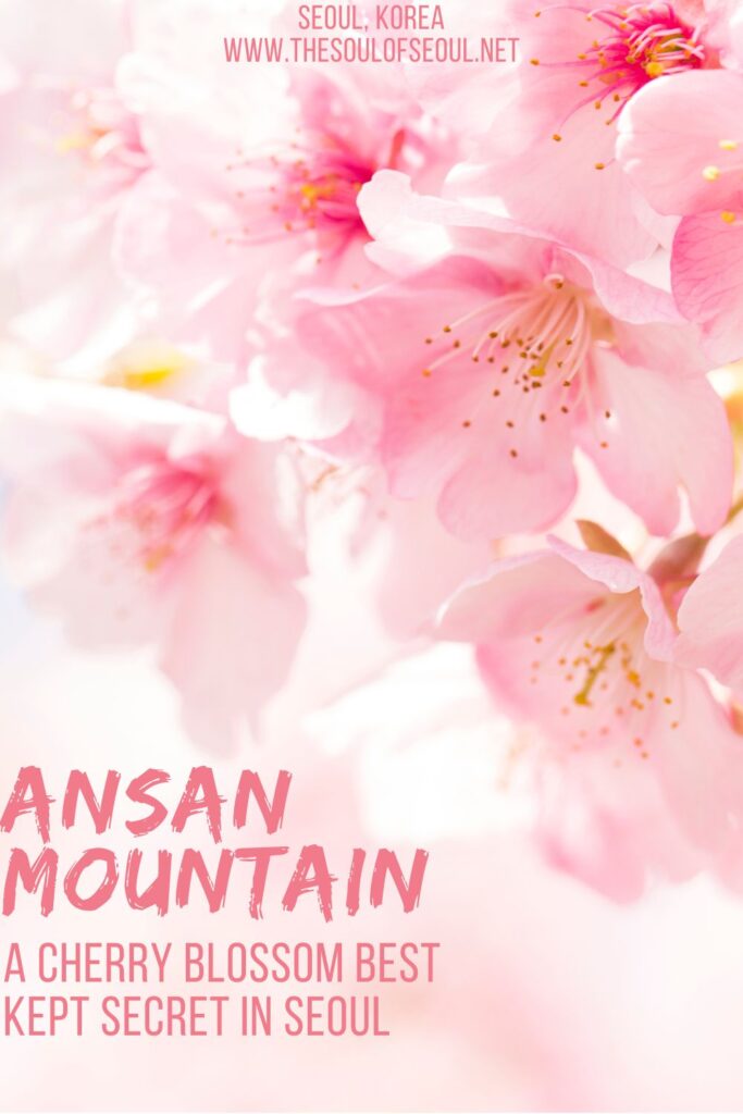 Ansan Mountain In Seoul Is A Cherry Blossom Best Kept Secret: This small mountain in Seoul is covered in cherry blossoms in the spring in Korea and only locals know about it. Find this beautiful flowering haven.