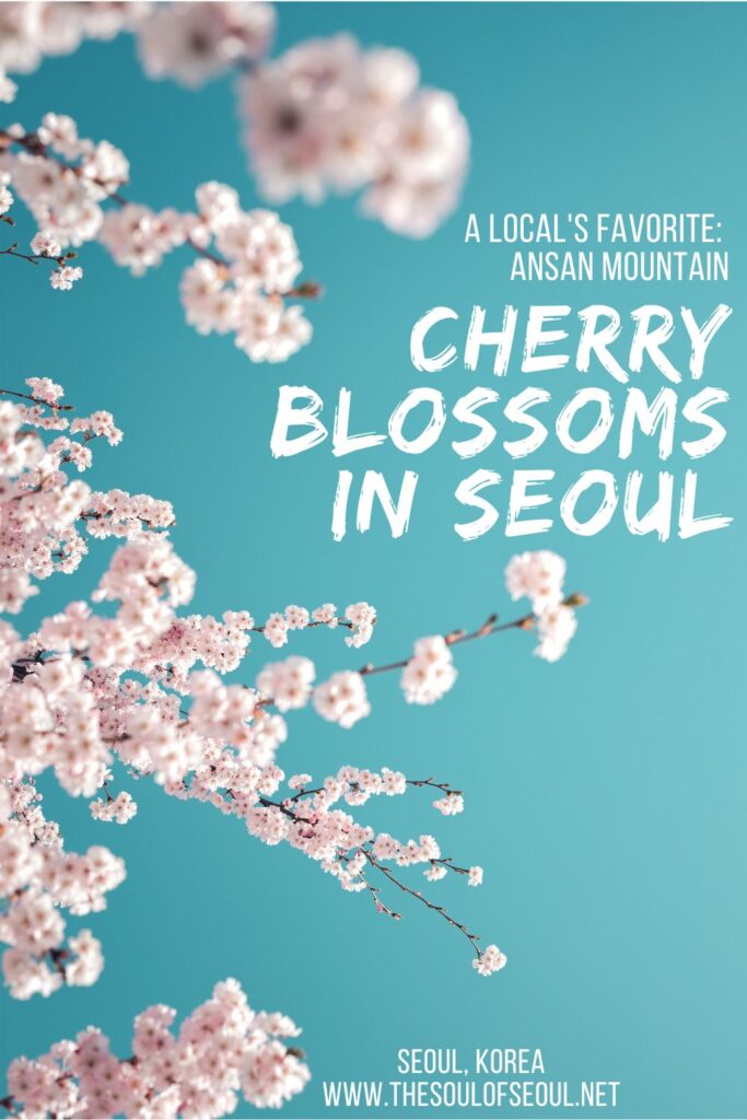 Ansan Mountain In Seoul Is A Cherry Blossom Best Kept Secret: This small mountain in Seoul is covered in cherry blossoms in the spring in Korea and only locals know about it. Find this beautiful flowering haven.