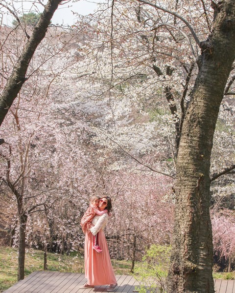 Cherry Blossoms, Ansan Mountain, Seoul, Korea