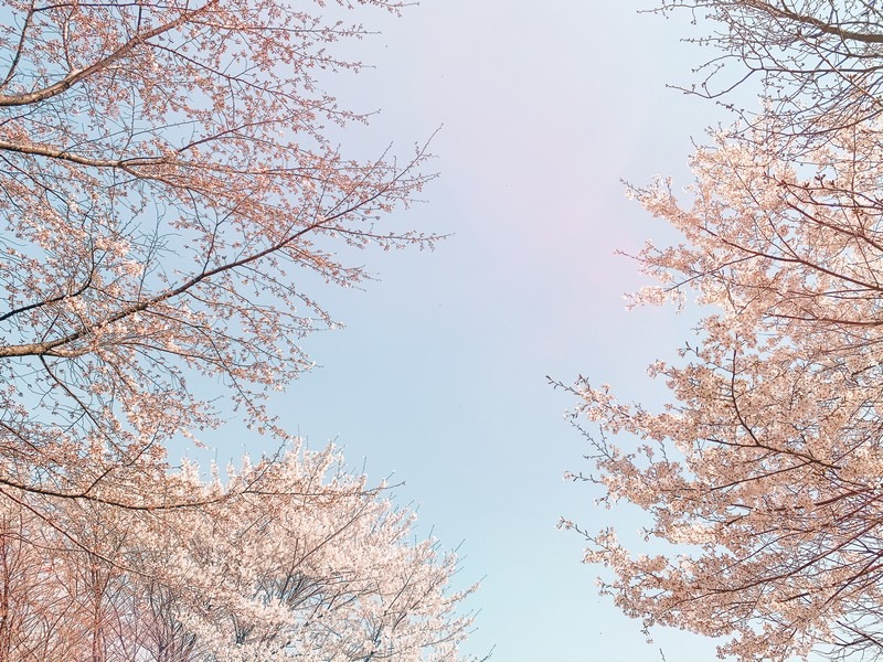 Cherry Blossoms, Ansan Mountain, Seoul, Korea