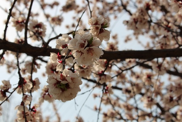 Seoul World Cup Park, Korea cherry blossoms