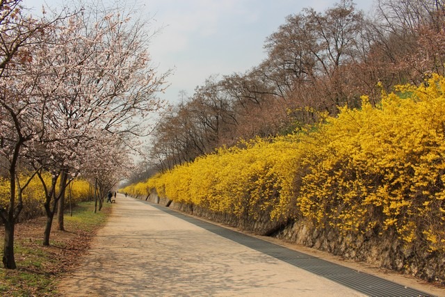 Seoul World Cup Park, Korea cherry blossoms