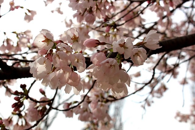 Nanji Stream Park, World Cup Park, Seoul, Korea, Cherry Blossoms