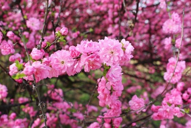 Pyeonghwa Park Is Abloom with Cherry Blossoms