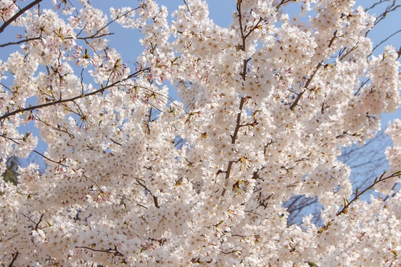 Cherry Blossoms, Ansan Mountain, Seoul, Korea