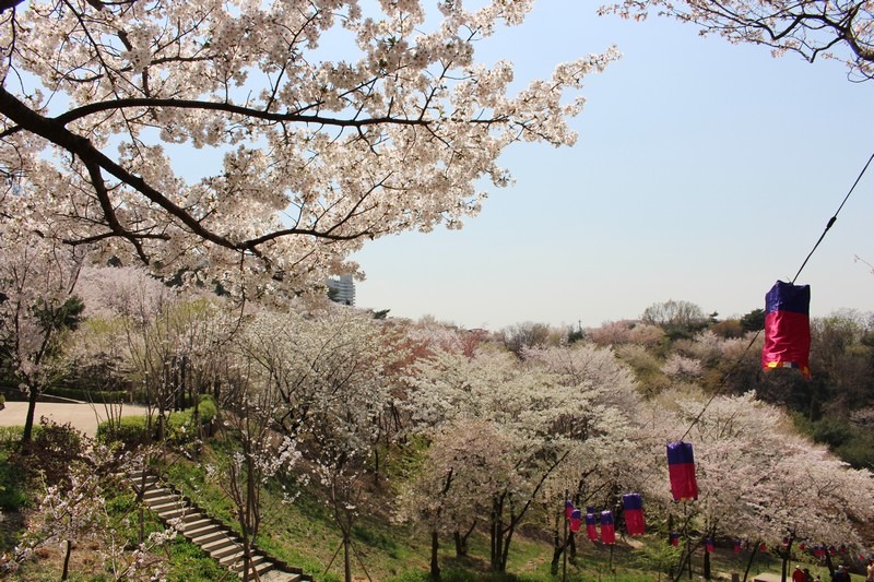 Ansan Mountain, Seodaemun-gu, Seoul, Korea, cherry blossoms