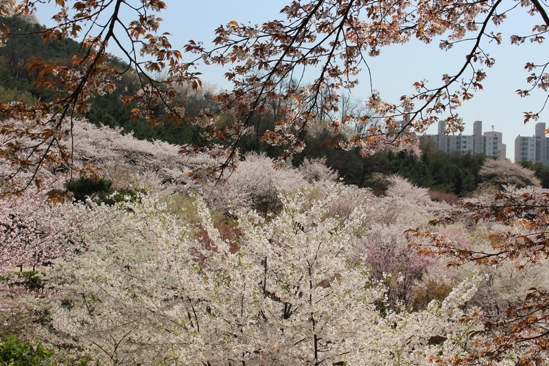 Ansan Mountain, Seodaemun-gu, Seoul, Korea, cherry blossoms