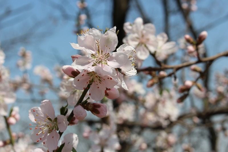 Ansan Mountain, Seodaemun-gu, Seoul, Korea, cherry blossoms