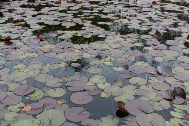 Seonyudo Park, Hangang River, Seoul, Korea