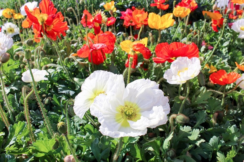 Goyang Flower Festival, Ilsan Lake Park, Goyang, Seoul, Korea