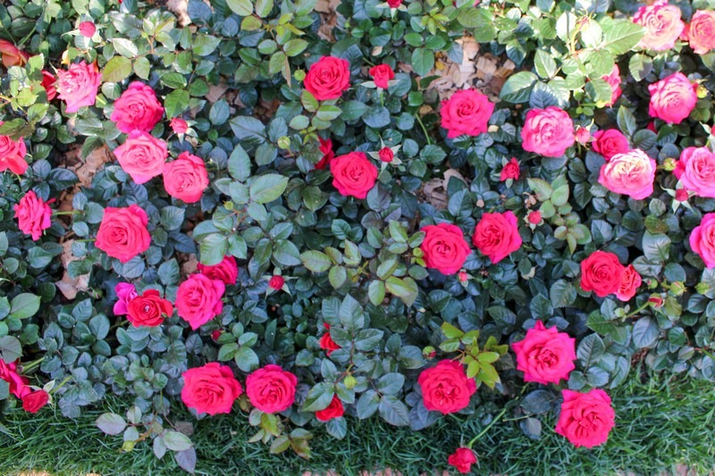 Goyang Flower Festival, Ilsan Lake Park, Goyang, Seoul, Korea