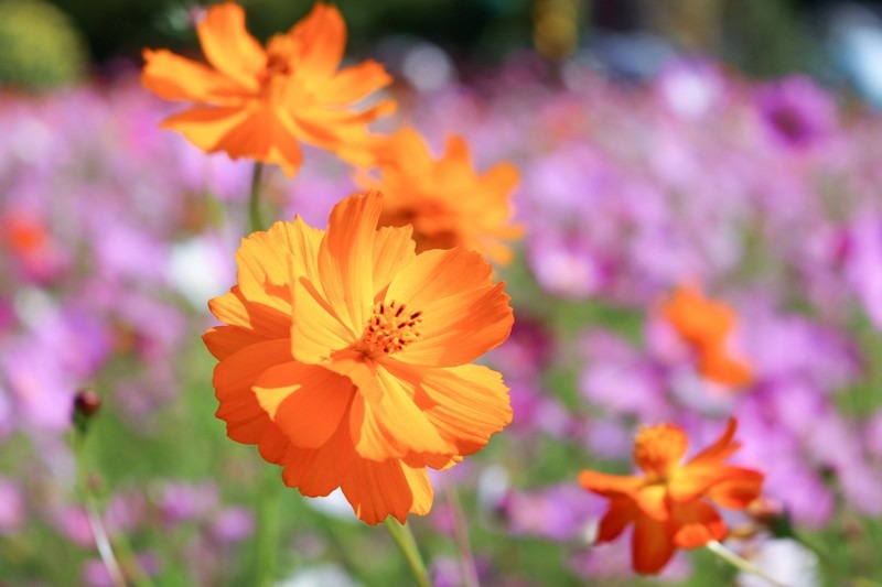 Goyang Flower Festival, Ilsan Lake Park, Goyang, Seoul, Korea