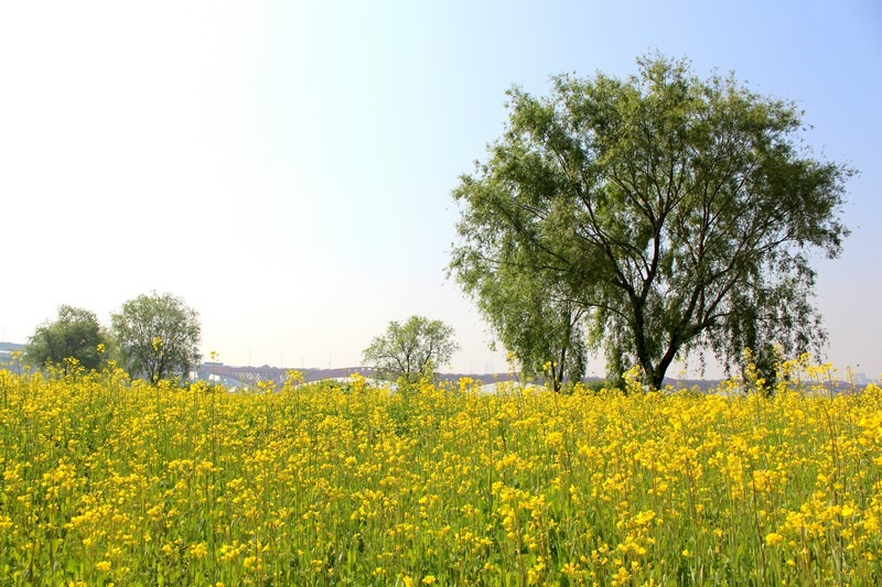 Mapo-gu, Seoul, Korea: Nanji Han River Park, Yellow Flowers