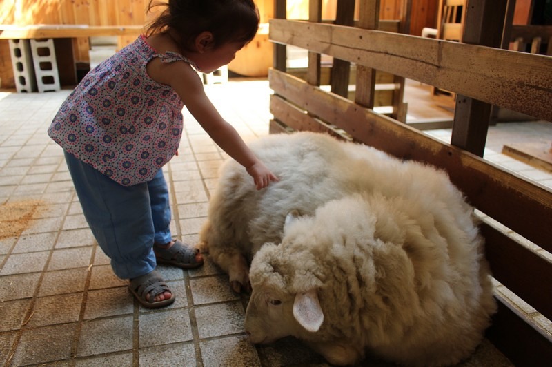 Hongdae, Seoul, Korea: Nature Thanks Sheep Cafe