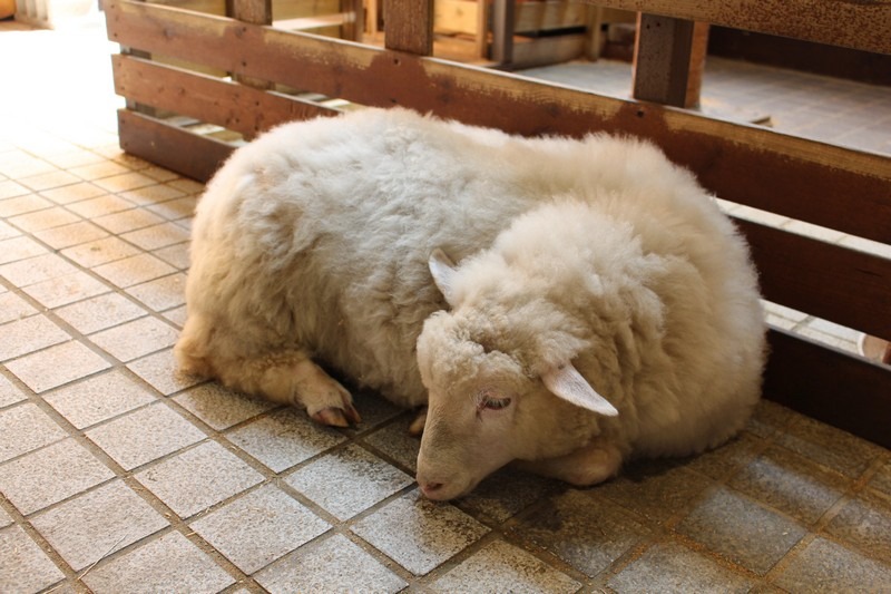 Hongdae, Seoul, Korea: Nature Thanks Sheep Cafe