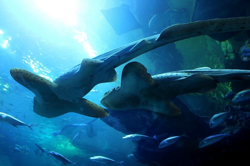 Awesome Aquariums To Visit Around Korea